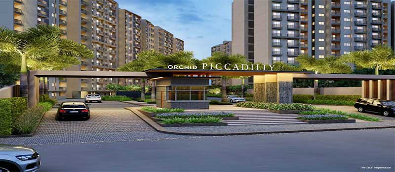 Orchid Piccadilly