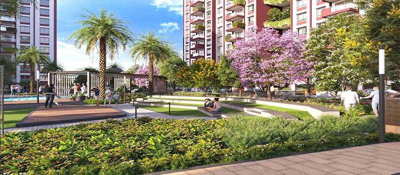 Cynosure Sunny Groves