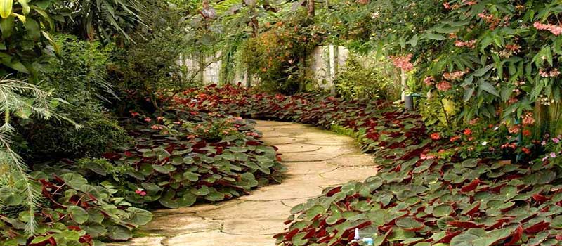 Prestige Autumn Leaves