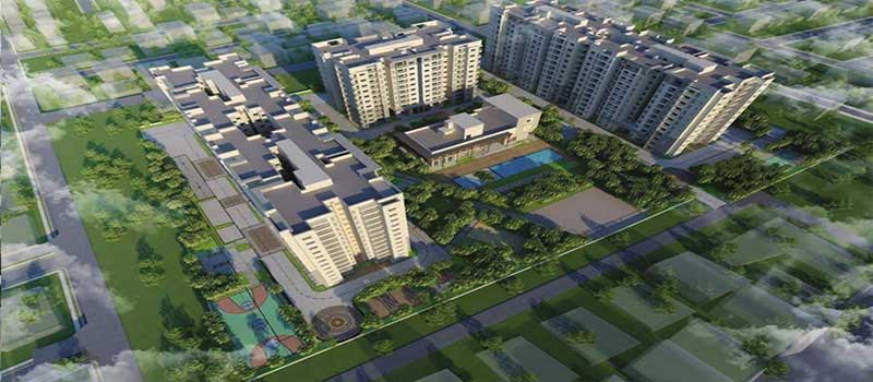 Prestige Willow Tree