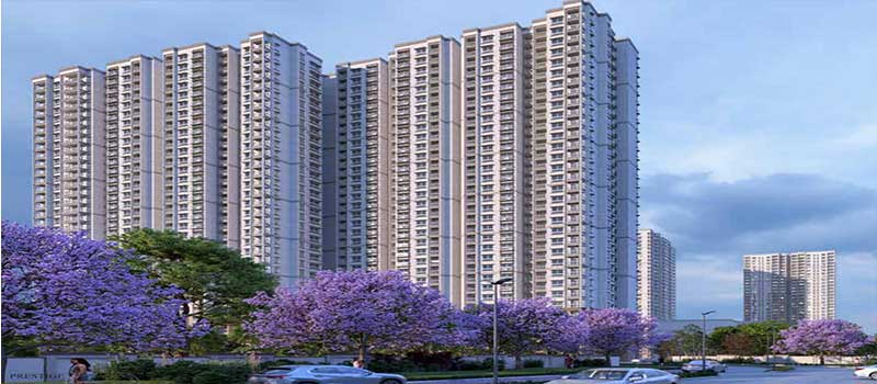 Prestige Lavender Fields